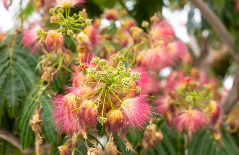 albizia inconvenients inconvénients albizai