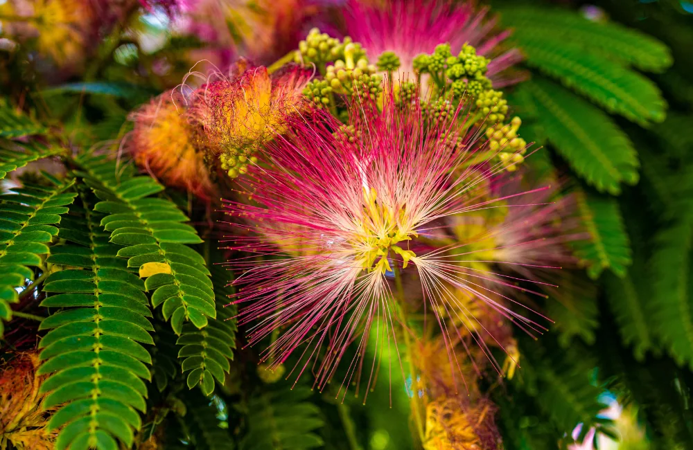 probleme albizia plantatation problème plantation albizia